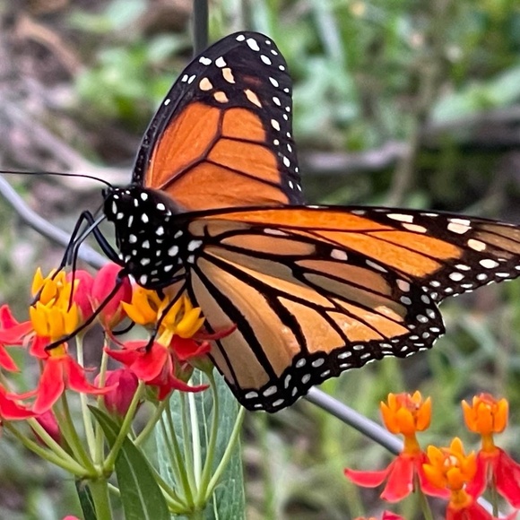 Meet your Posher, Victoria - Picture 4 of 16